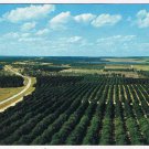 Florida Postcard Orange Groves From Florida Citrus Tower
