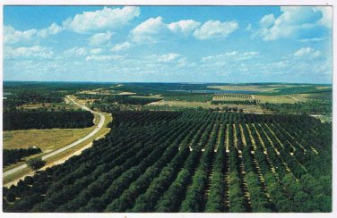 Florida Postcard Orange Groves From Florida Citrus Tower