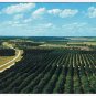 Florida Postcard Orange Groves From Florida Citrus Tower