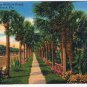 Florida Postcard Ormand Beach Palm Walk
