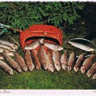 Fishing Postcard American Trout A Fisherman's Dream