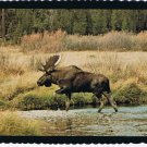 Postcard Bull Moose Bolts For Shore Northern Rockies Montana