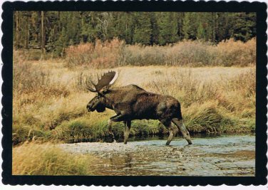 Postcard Bull Moose Bolts For Shore Northern Rockies Montana