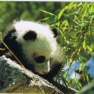 Postcard Giant Panda Rock China
