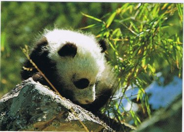 Postcard Giant Panda Rock China
