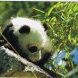 Postcard Giant Panda Rock China