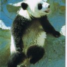 Postcard Giant Panda Cub Sitting On Rock China