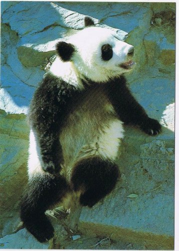 Postcard Giant Panda Cub Sitting On Rock China