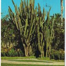 Florida Postcard St Petersburg Pipe Organ Cactus Sunken Gardens