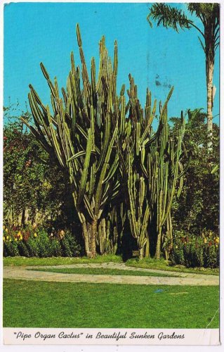 Florida Postcard St Petersburg Pipe Organ Cactus Sunken Gardens