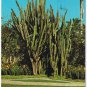 Florida Postcard St Petersburg Pipe Organ Cactus Sunken Gardens