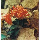 Zaire Postcard Flower My Rock My Salvation