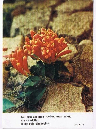 Zaire Postcard Flower My Rock My Salvation