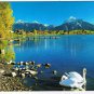 Germany Postcard Idyll am Bergsee Swans