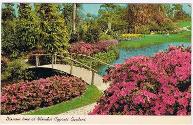 Florida Postcard Blossom Time At Florida's Cypress Gardens