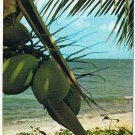 Postcard Coconut & Palm Trees White Sandy Beaches Florida