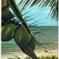 Postcard Coconut & Palm Trees White Sandy Beaches Florida