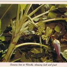 Postcard Banana Tree In Florida Showing Bud & Fruit
