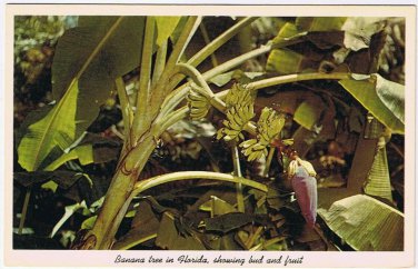 Postcard Banana Tree In Florida Showing Bud & Fruit