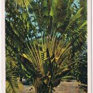 Postcard Travellers Tree Miami Florida