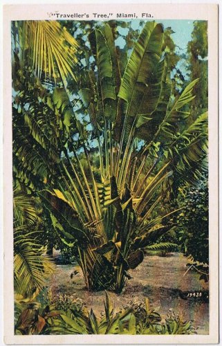 Postcard Travellers Tree Miami Florida