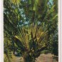Postcard Travellers Tree Miami Florida