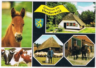 Holland Netherlands Postcard Harderwijk Horses Cows Sheep