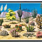Arizona Postcard Cacti & Desert Flora Of The Great Southwest