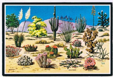 Arizona Postcard Cacti & Desert Flora Of The Great Southwest