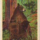 Postcard Bear Madonna Of The Wild Yellowstone National Park