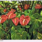 Hawaii Postcard Red Anthuriums