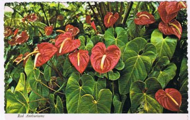 Hawaii Postcard Red Anthuriums