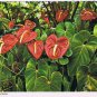 Hawaii Postcard Red Anthuriums