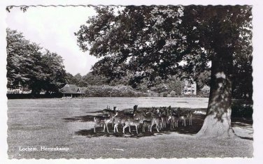 Holland Netherlands Postcard RPPC Lochem Hertenkamp Deer Park