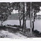 Ontario Postcard RPPC Orville Birch Trees On Path By Lake