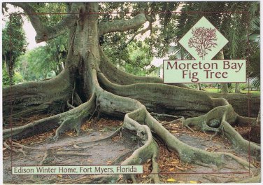 Postcard Moreton Bay Fig Tree Edison Winter Home Fort Myers Florida