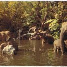 California Postcard Elephant Pool Rivers Of Adventure Disney Magic Kingdom