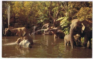 California Postcard Elephant Pool Rivers Of Adventure Disney Magic Kingdom