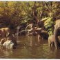California Postcard Elephant Pool Rivers Of Adventure Disney Magic Kingdom