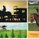 Postcard Assiniboia Downs Winnipeg Manitoba