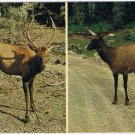 Animal Postcard British Columbia Wapiti Indian Name For Elk