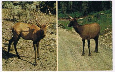 Animal Postcard British Columbia Wapiti Indian Name For Elk