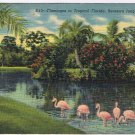 Postcard Flamingoes In Tropical Florida Sarasota Jungle Gardens