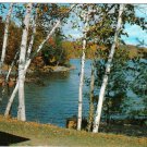 Ontario Postcard Cloyne Birches On Lake