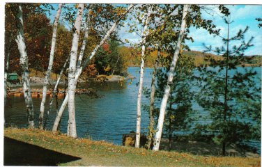 Ontario Postcard Cloyne Birches On Lake