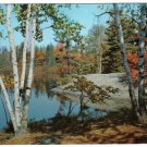 Ontario Postcard Cloyne Autumn Birches On Lake