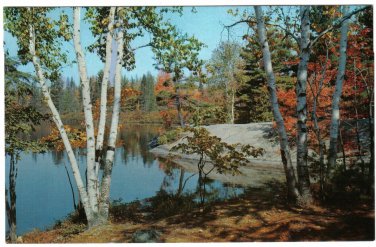 Ontario Postcard Cloyne Autumn Birches On Lake
