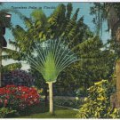 Postcard Travelers Palm Tree Florida