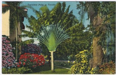 Postcard Travelers Palm Tree Florida