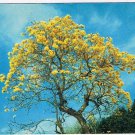 Postcard Brazilian Golden Shower Tree Fairchild Tropical Gardens Miami Florida